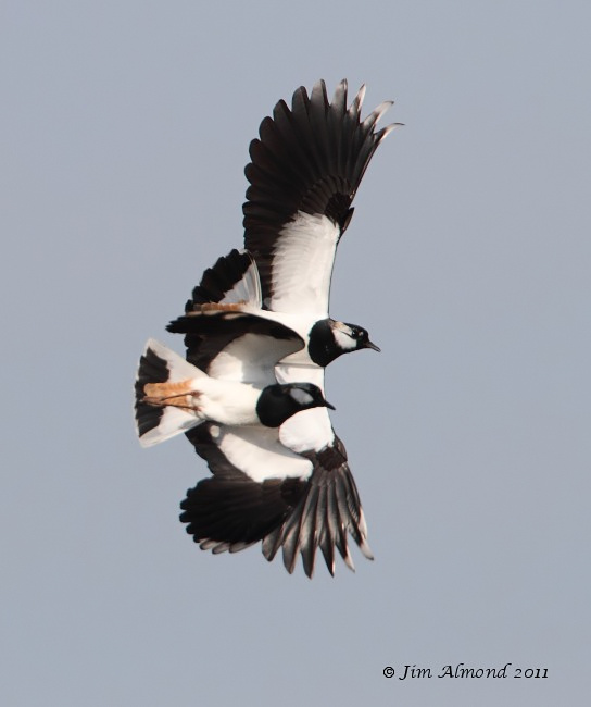 Lapwing pair flight VP 24 3 11  IMG_9677